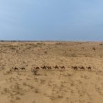 camel ride in jaisalmer